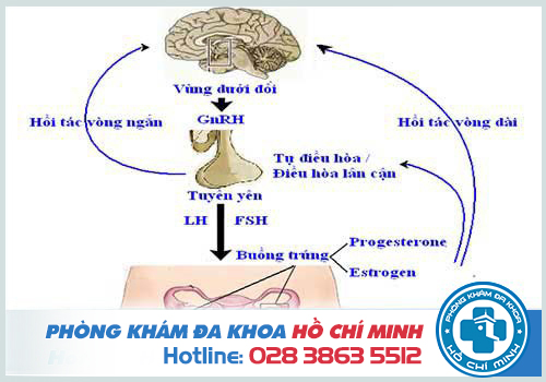 Có kinh sớm hơn 4 ngày do tác động của quá trình điều hòa hormon sinh dục nữ