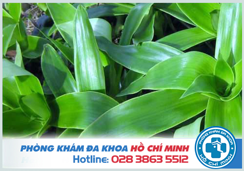 Cây lược vàng có chữa được bệnh trĩ