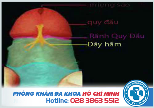 Cắt dây hãm bao quy đầu