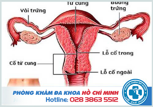 Tỉ lệ mang thai tùy  theo cấu tạo bẩm sinh của bộ phận sinh dục cả nam và nữ