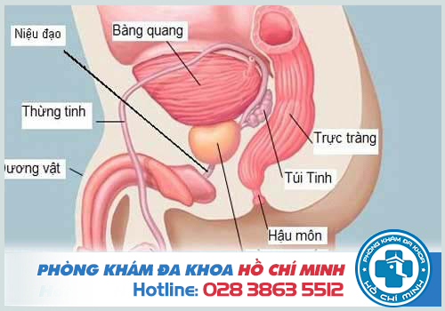 Điều trị viêm tuyến tiền liệt tại phòng khá nam khoa Hóc Môn