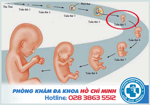 Thai 5 tuần tuổi đang bắt đầu phân hóa các cơ quan