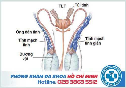 Tinh hoàn 1 bên to 1 bên nhỏ