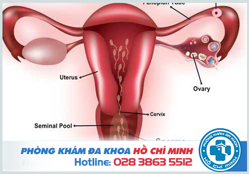 Tinh trùng có thể sống được 7 ngày trong cơ thể của người phụ nữ