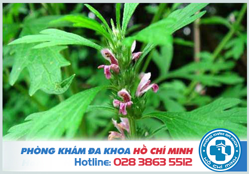 Uống cao ích mẫu có phá thai được không?