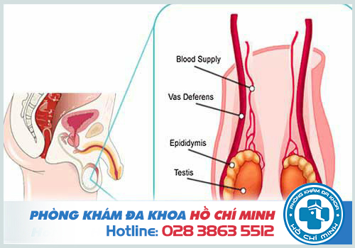 Viêm tuyến tiền liệt gây viêm tinh hoàn ở nam giới